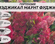 МАУНТ ФУДЖИ