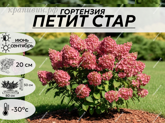 ПЕТИТ СТАР КУПИТЬ