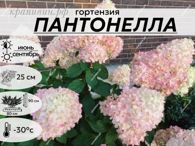 ПАНТОНЕЛЛА