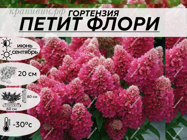 ПЕТИТ ФЛОРИ