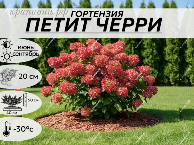 ПЕТИТ ЧЕРРИ