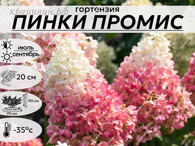ПИНКИ ПРОМИС