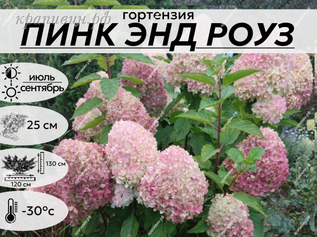 ПИНК ЭНД РОУЗ