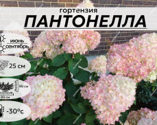 ПАНТОНЕЛЛА
