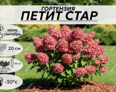 ПЕТИТ СТАР КУПИТЬ