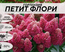 ПЕТИТ ФЛОРИ