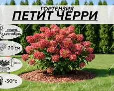 ПЕТИТ ЧЕРРИ
