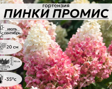 ПИНКИ ПРОМИС
