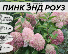 ПИНК ЭНД РОУЗ