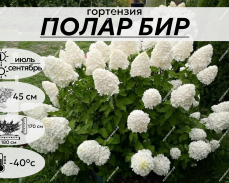 ПОЛАР БИР