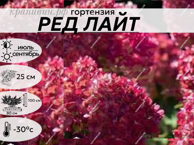 РЕД ЛАЙТ