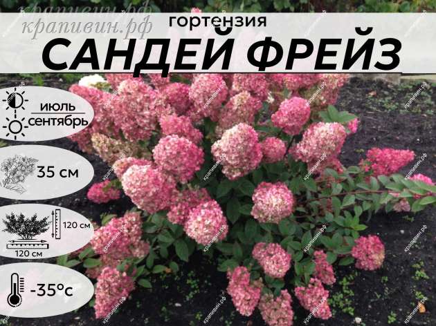 САНДЕЙ ФРЕЙЗ