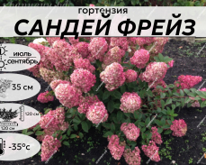 САНДЕЙ ФРЕЙЗ