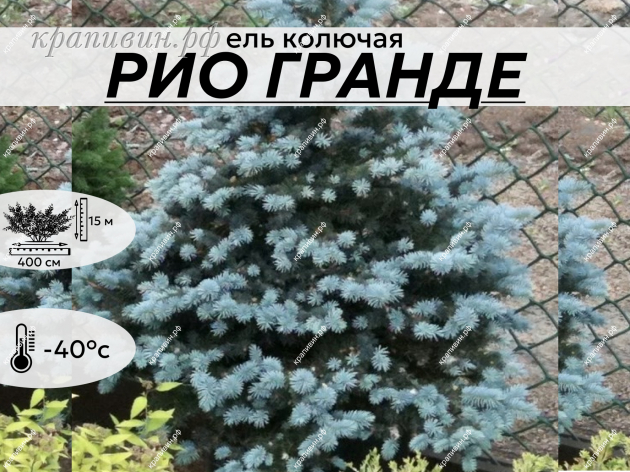 Ель голубая