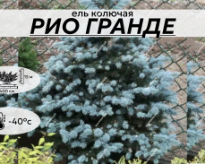 Ель голубая