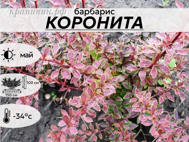 коронита