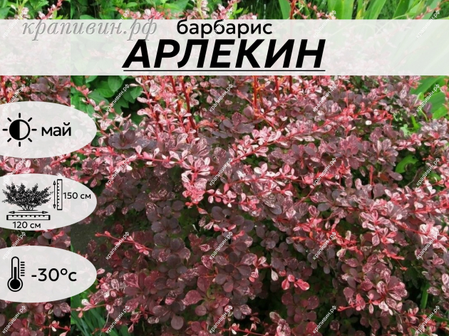 Арлекин