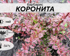 коронита