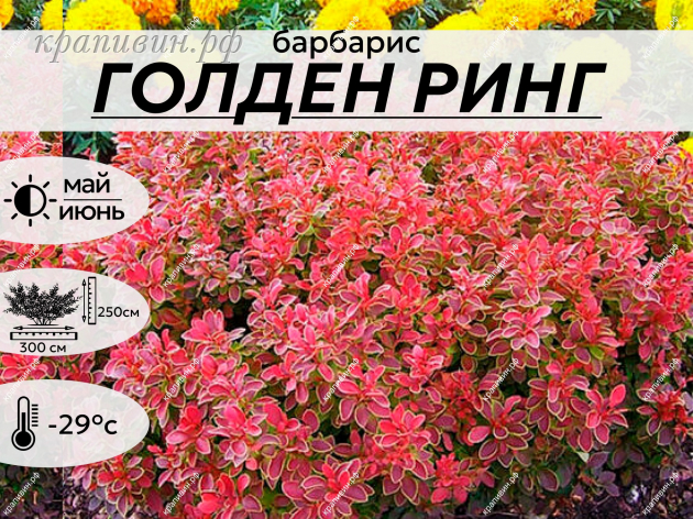 голден римг