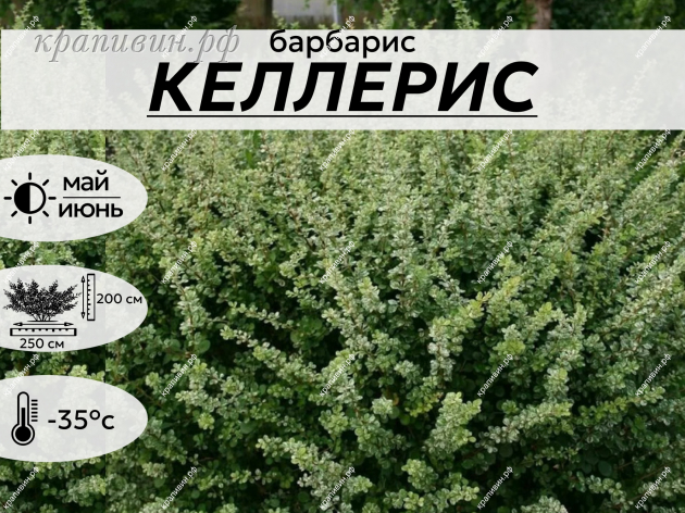 келлерис