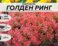 голден римг