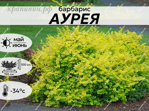 Аурея