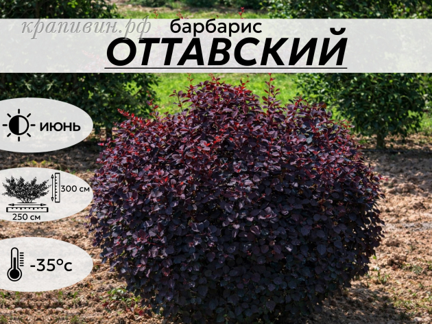 оттавский