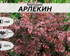 Арлекин
