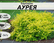 Аурея