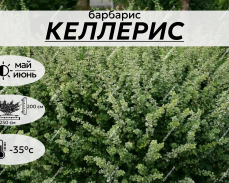 Келлерис