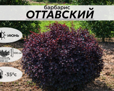 оттавский