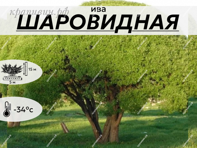 ШАРОВИДНАЯ