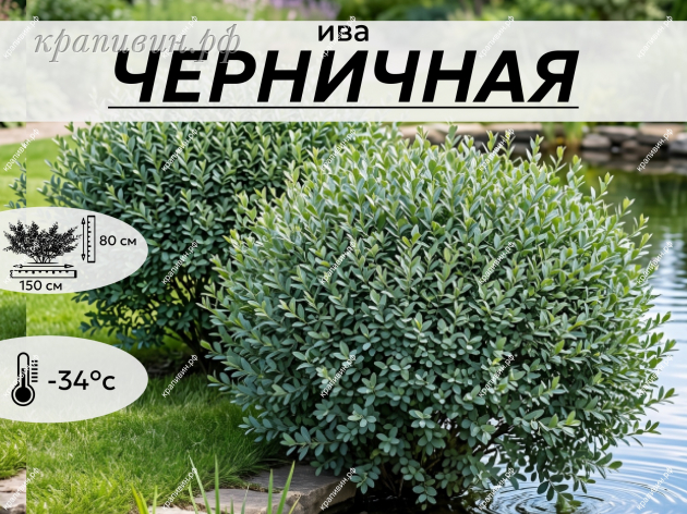 ЧЕРНИЧНАЯ