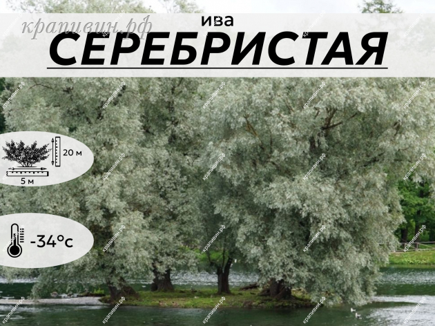 СЕРЕБРИСТАЯ