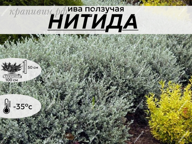 НИТИДА