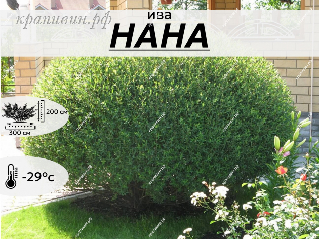 НАНА