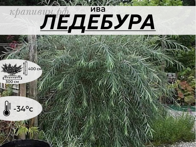ЛЕДЕБУРА
