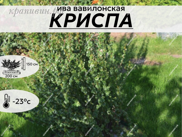 КРИСПА