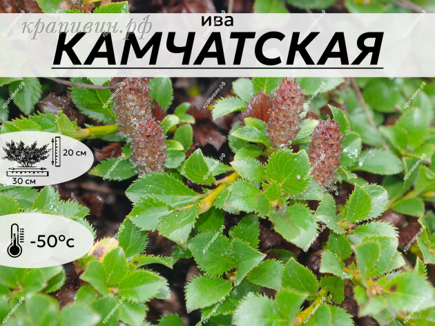 КАМЧАТСКАЯ
