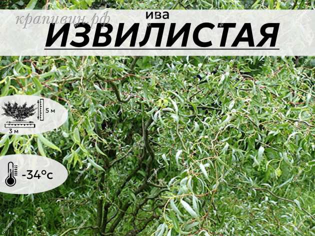 ИЗВИЛИСТАЯ