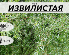 ИЗВИЛИСТАЯ