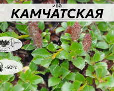 КАМЧАТСКАЯ