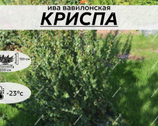 КРИСПА
