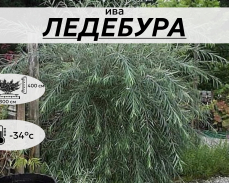 ЛЕДЕБУРА