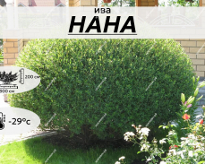 НАНА
