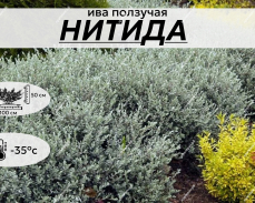 НИТИДА