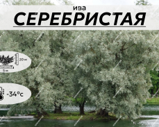 СЕРЕБРИСТАЯ