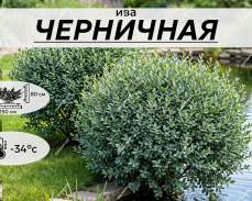 ЧЕРНИЧНАЯ