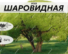 ШАРОВИДНАЯ