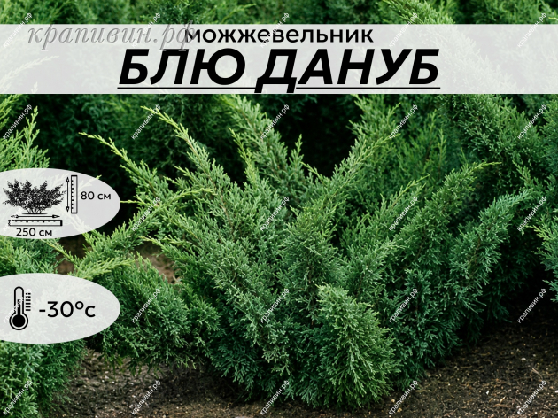 БЛЮ ДАНУБ